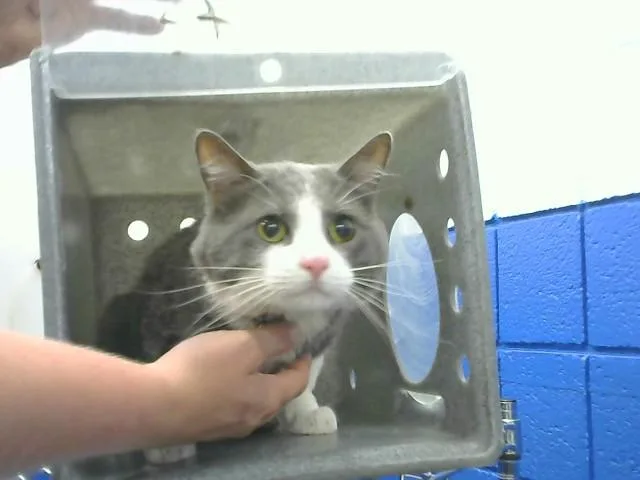 An adult medium-sized male Domestic Short Hair cat named Nylan for adoption in Albuquerque, NM