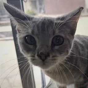 A baby small-sized female Domestic Short Hair cat named Outlaw for adoption in Shawnee, KS