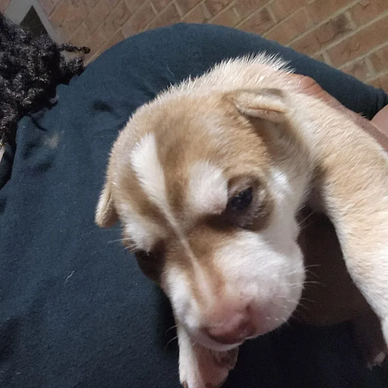 A baby small-sized female Yellow / Tan / Blond / Fawn Belgian Shepherd / Malinois dog named Millie for adoption in Parrish, AL
