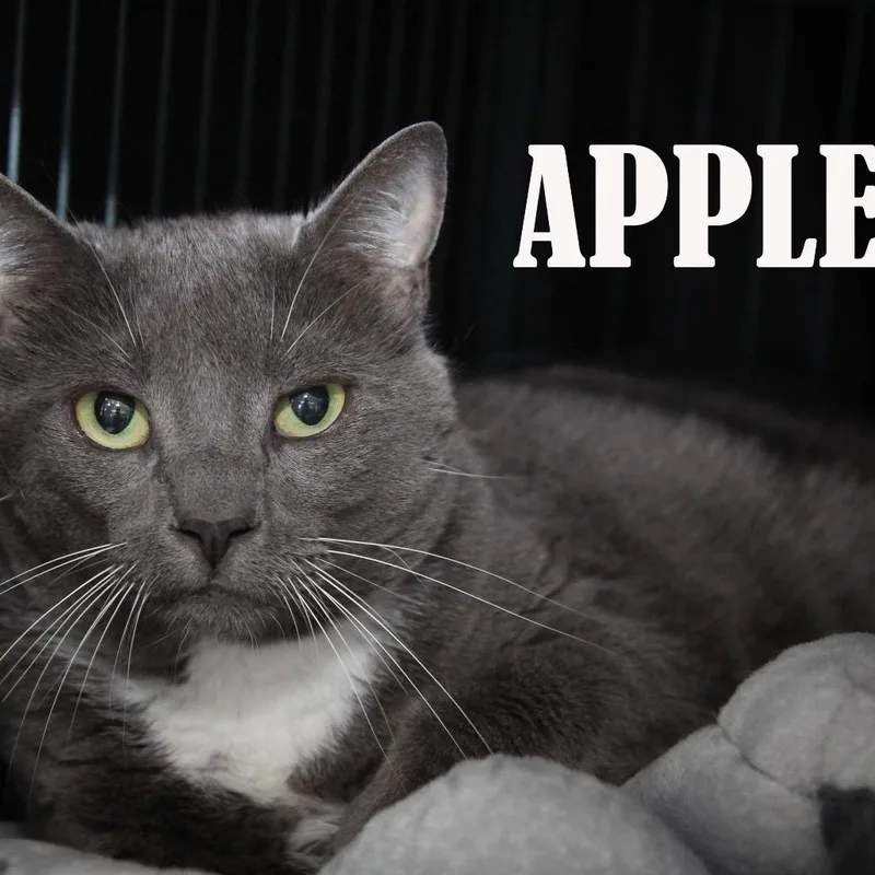 An adult extra large-sized female Domestic Short Hair cat named Apple for adoption in Mooresville, NC