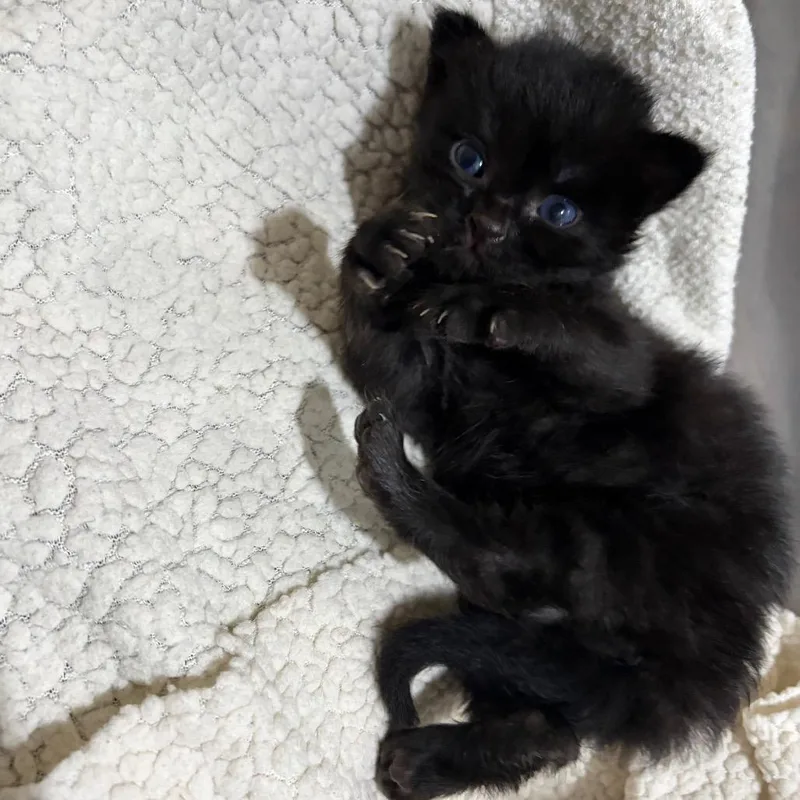 A baby small-sized male Black Domestic Medium Hair cat named New Zealand's Kiwi for adoption in Westminster, CA