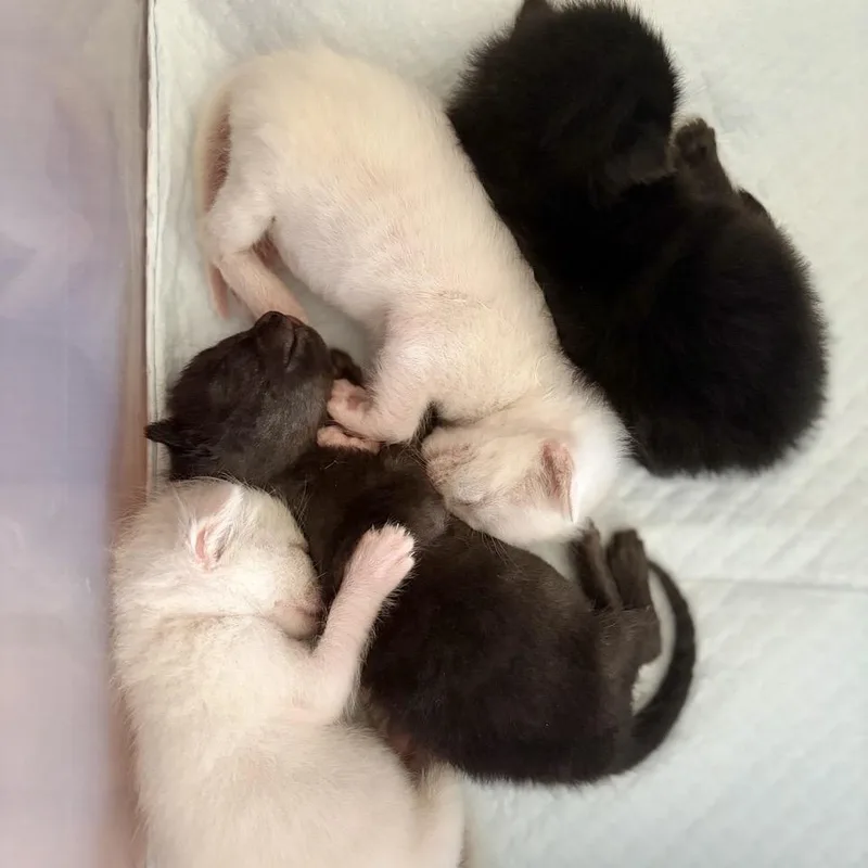 New Zealand's Kiwi thumbnail 2
