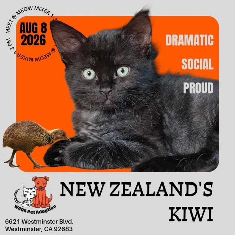 New Zealand's Kiwi thumbnail 3