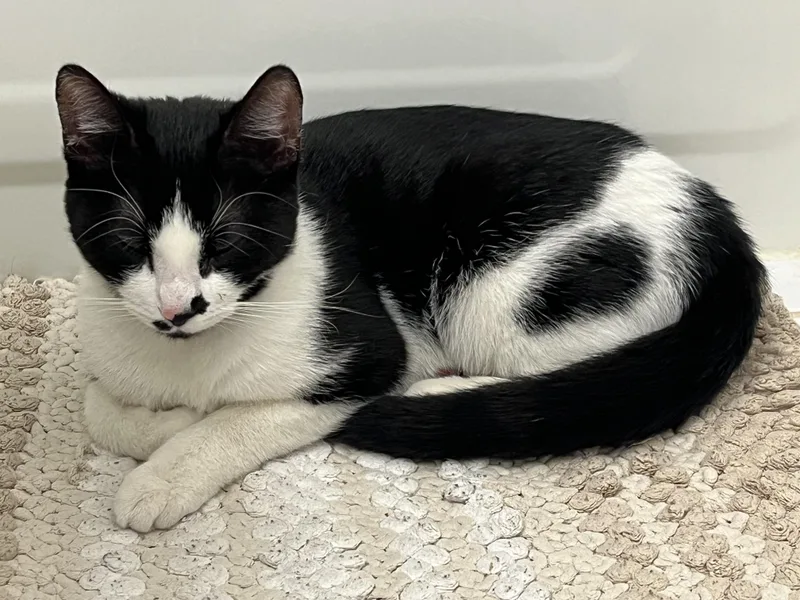 A young medium-sized female Buff & White American Shorthair cat named Maki for adoption in Fredericksburg, VA