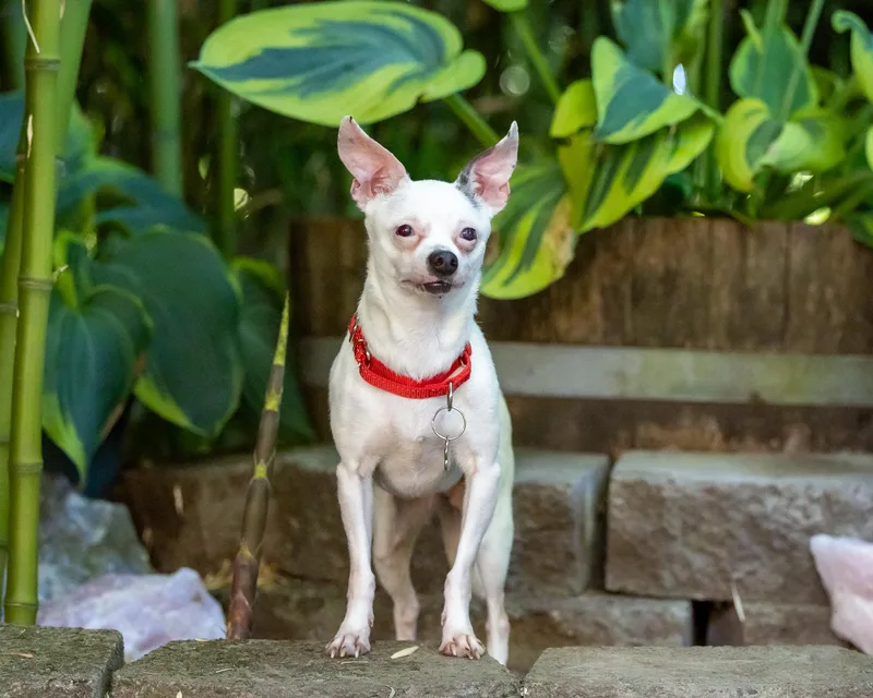 A senior small-sized female White / Cream Chihuahua dog named Blanca for adoption in Salem, OR