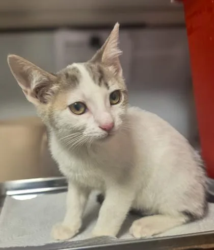 A baby small-sized female Domestic Short Hair cat named Jessica for adoption in Fresno, CA