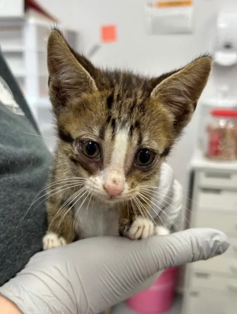 A baby small-sized male Domestic Short Hair cat named Oliver for adoption in Hartsville, SC