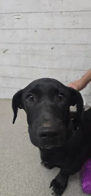 A young medium-sized male Labrador Retriever dog named Meatball for adoption in San Bernardino, CA