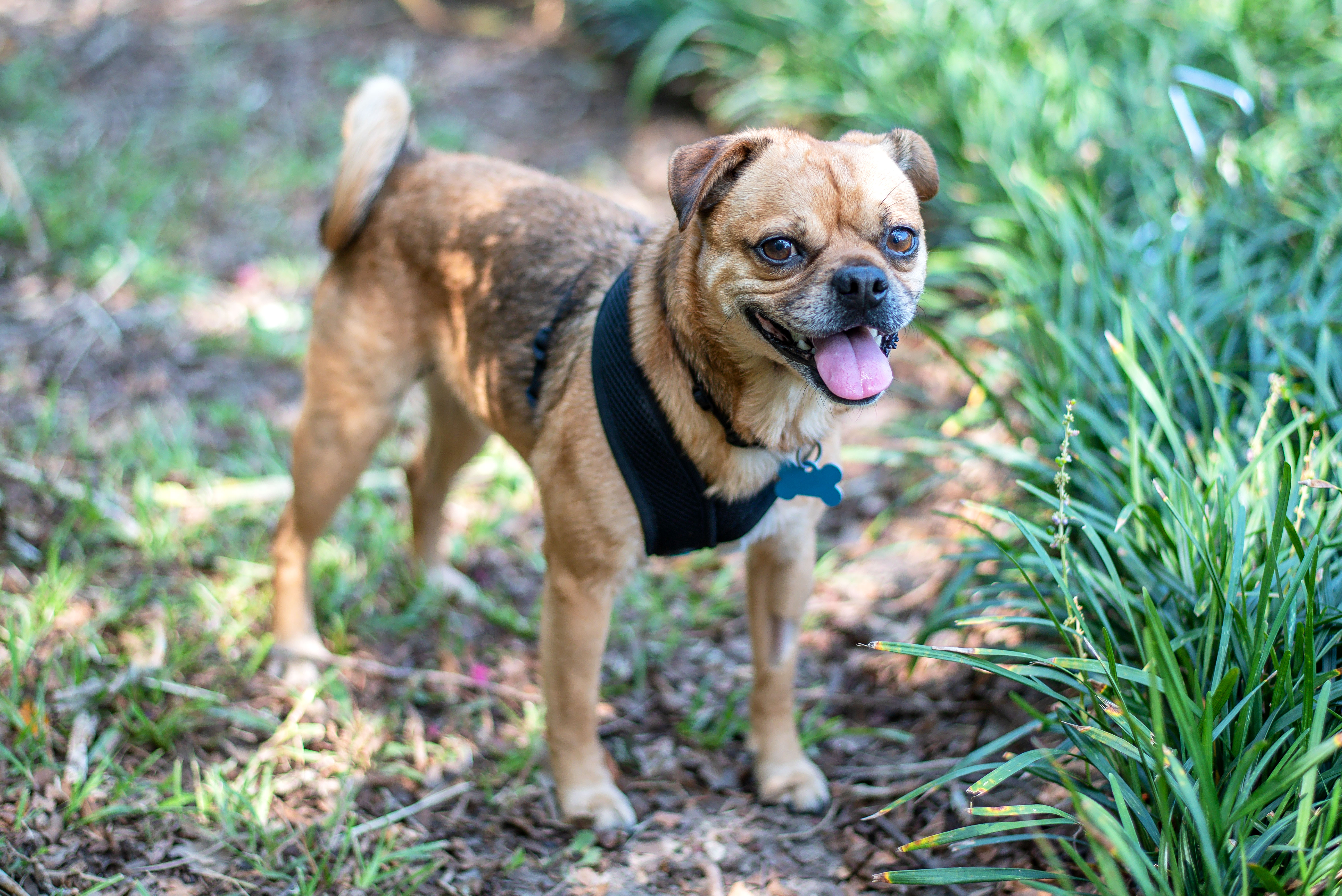 Jellyroll thumbnail 2