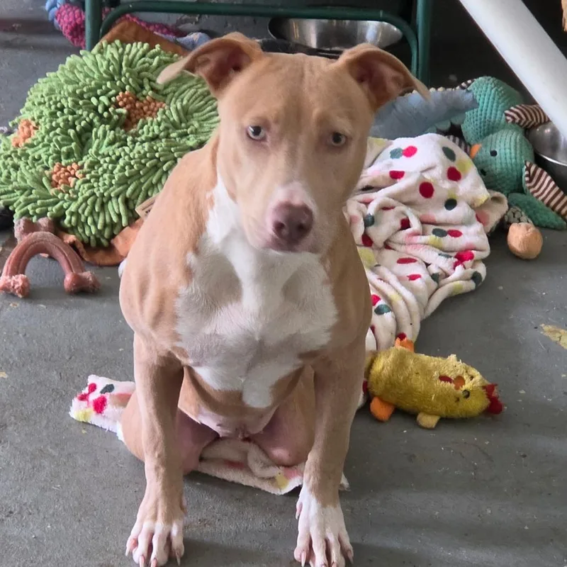A young medium-sized female Pit Bull Terrier dog named Dolly for adoption in Melrose, FL