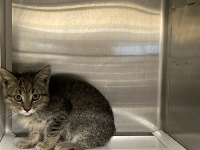 A baby small-sized female Domestic Short Hair cat named Meghan for adoption in Tustin, CA