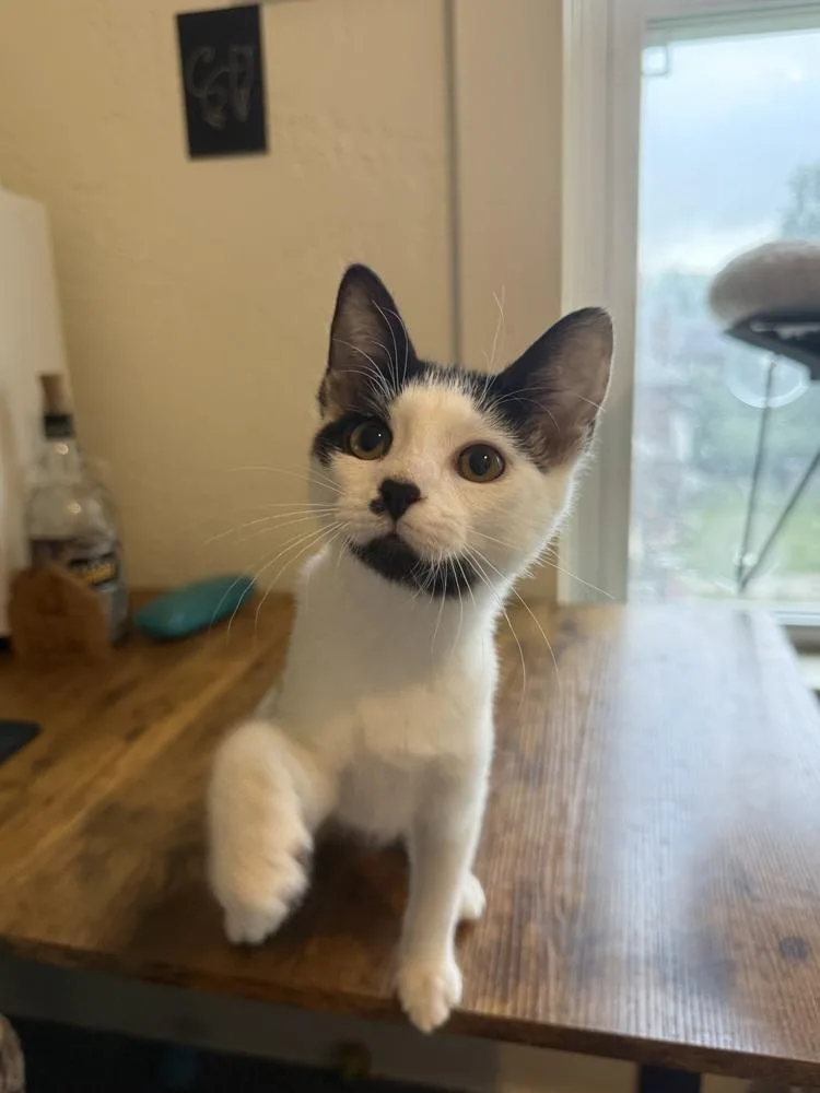 A baby small-sized female Black & White / Tuxedo Domestic Short Hair cat named Workers Comp for adoption in West Mifflin, PA
