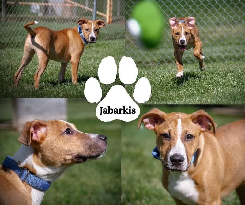 Jabarkis