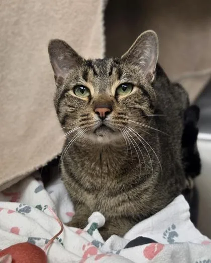 An adult medium-sized male Domestic Short Hair cat named Dr. Drew for adoption in Westland, MI