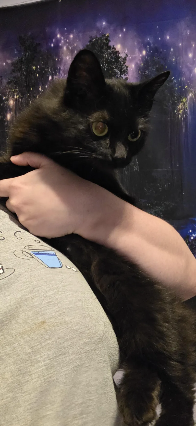 An adult small-sized female Black Domestic Medium Hair cat named LunaMoona for adoption in Evansville, IN