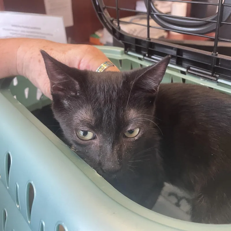 A young small-sized male Domestic Short Hair cat named Charlie for adoption in Gloucester, VA