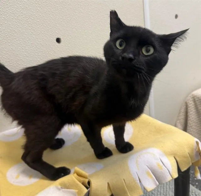 A young medium-sized male Domestic Short Hair cat named Matt for adoption in Peoria, IL