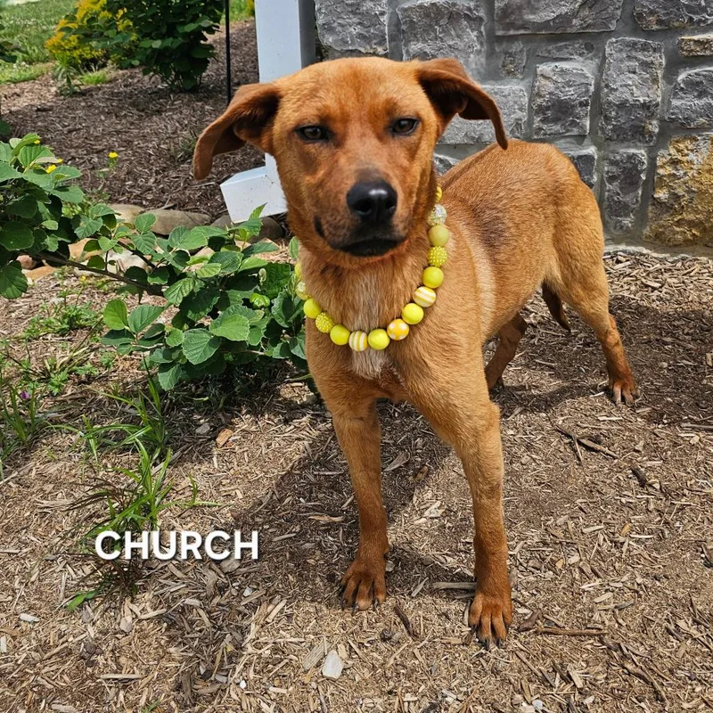 Church thumbnail 4