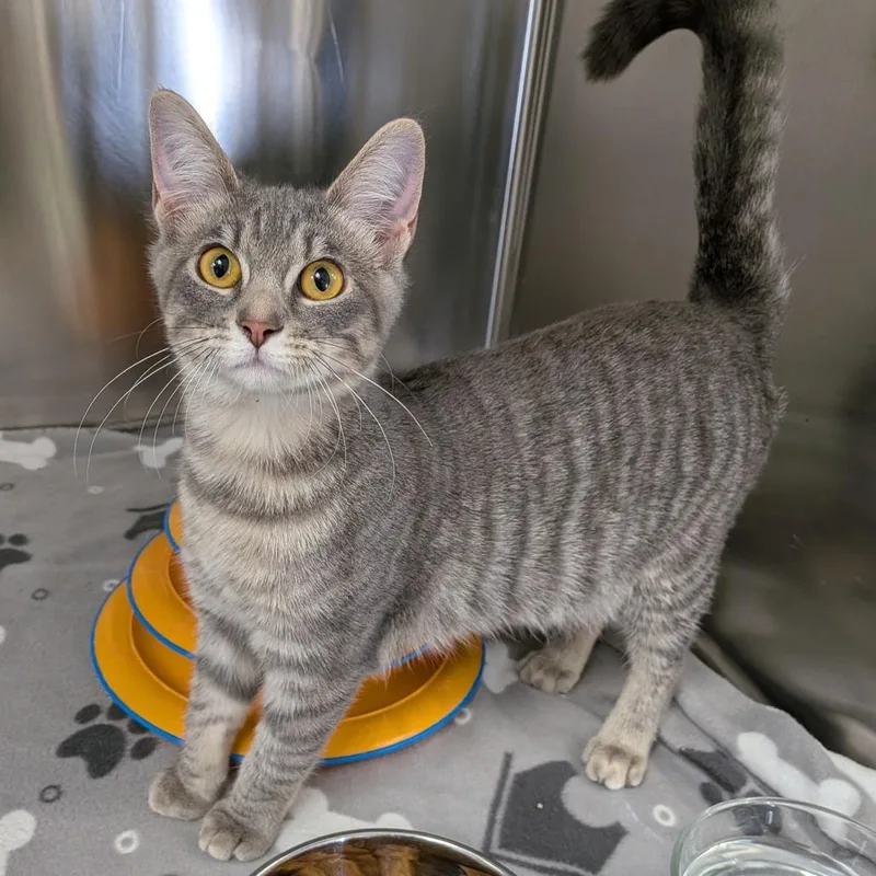 A young medium-sized female Gray / Blue / Silver Domestic Short Hair cat named Selena for adoption in Hannibal, MO