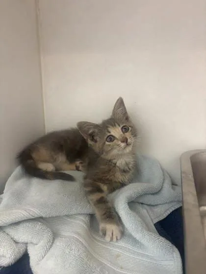 A baby small-sized female Domestic Short Hair cat named Phoebe for adoption in Manteo, NC