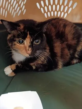 An adult medium-sized female Domestic Short Hair cat named Merlot for adoption in Palm Coast, FL