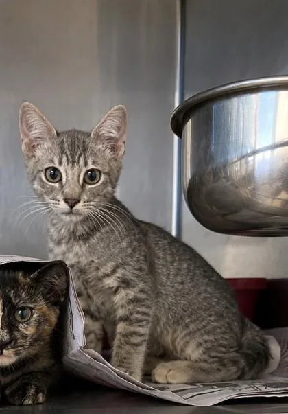 A baby small-sized male American Shorthair cat named Meringue for adoption in North Richland Hills, TX