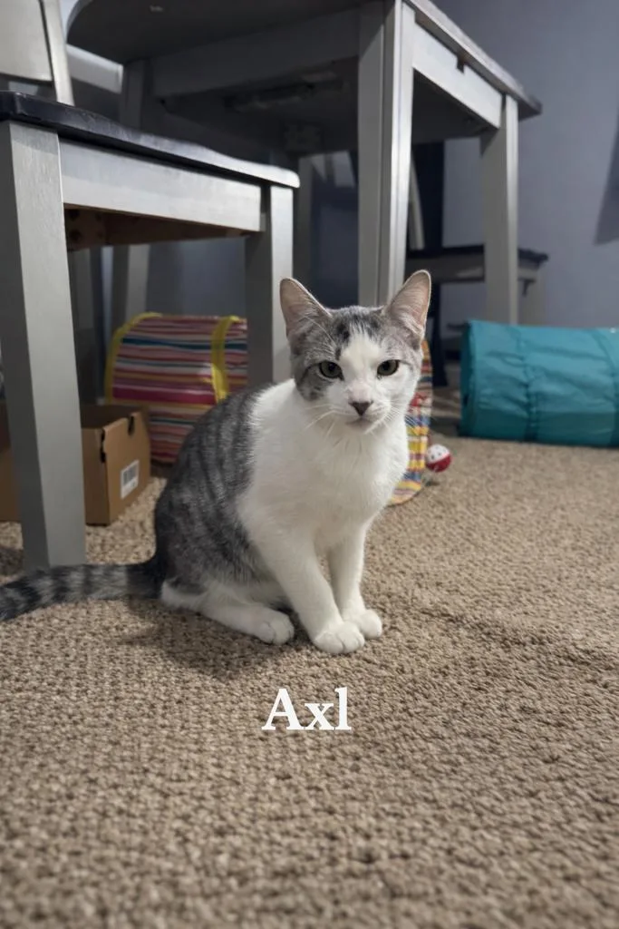 A young small-sized male Gray & White Domestic Short Hair cat named Axl for adoption in Turnersville, NJ