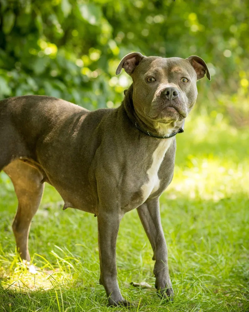 A young medium-sized female Gray / Blue / Silver American Bully dog named Rain for adoption in Bridgeport, CT