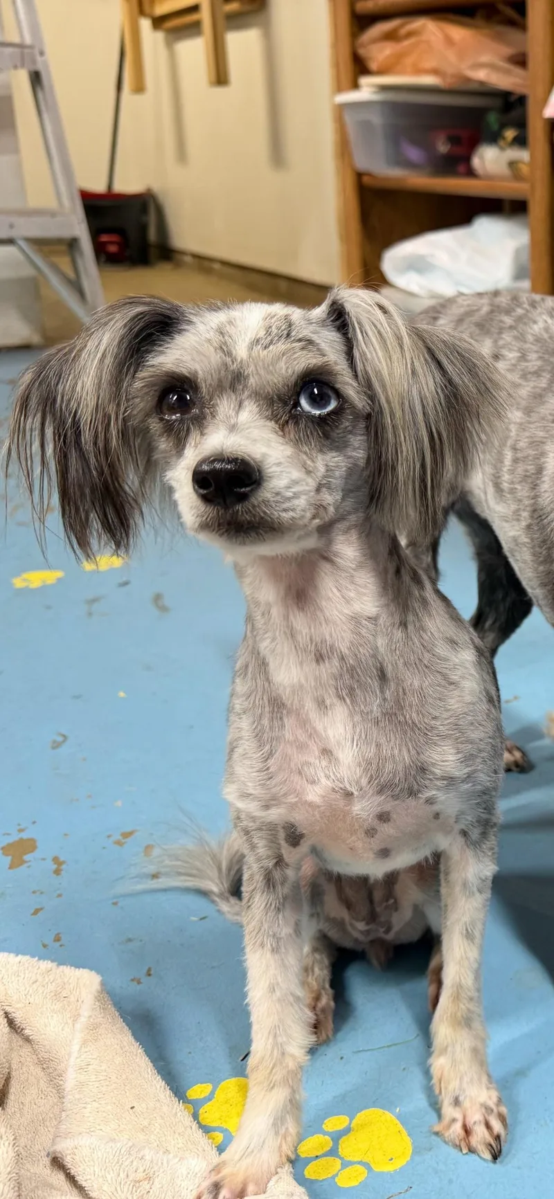 A young small-sized female Merle (Blue) Chihuahua dog named Nugget for adoption in Dover, AR