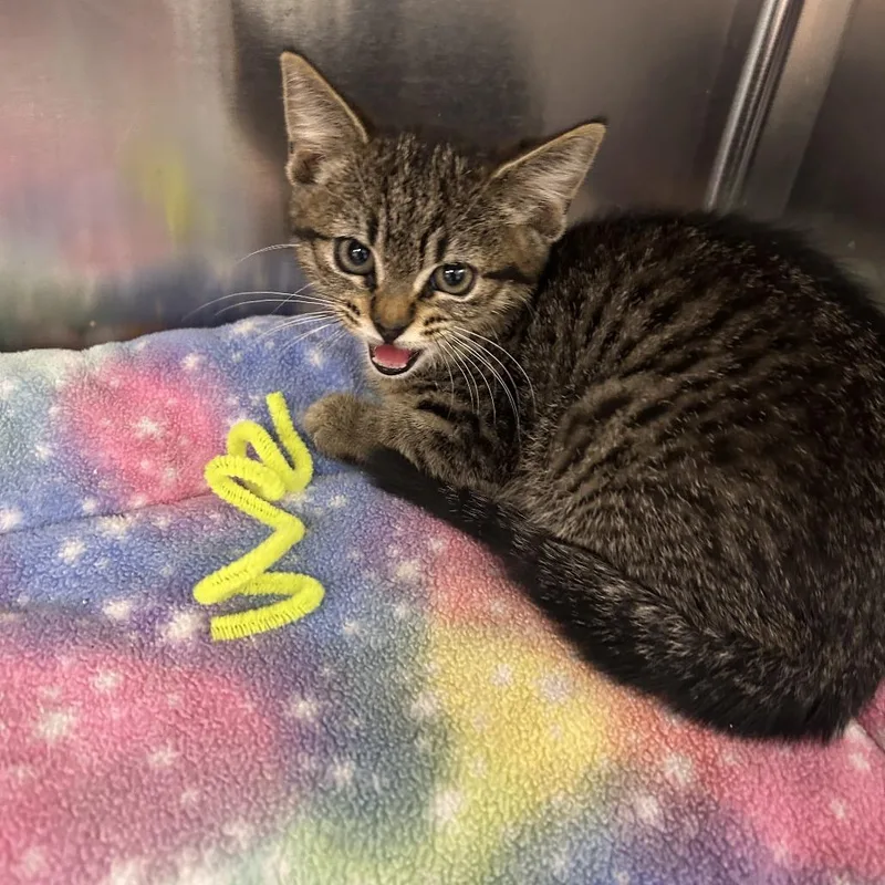 A baby small-sized female Brown / Chocolate Domestic Short Hair cat named Bramble for adoption in Hannibal, MO