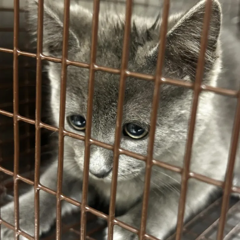 A baby small-sized male Gray / Blue / Silver Domestic Short Hair cat named Henry for adoption in Winston-Salem, NC