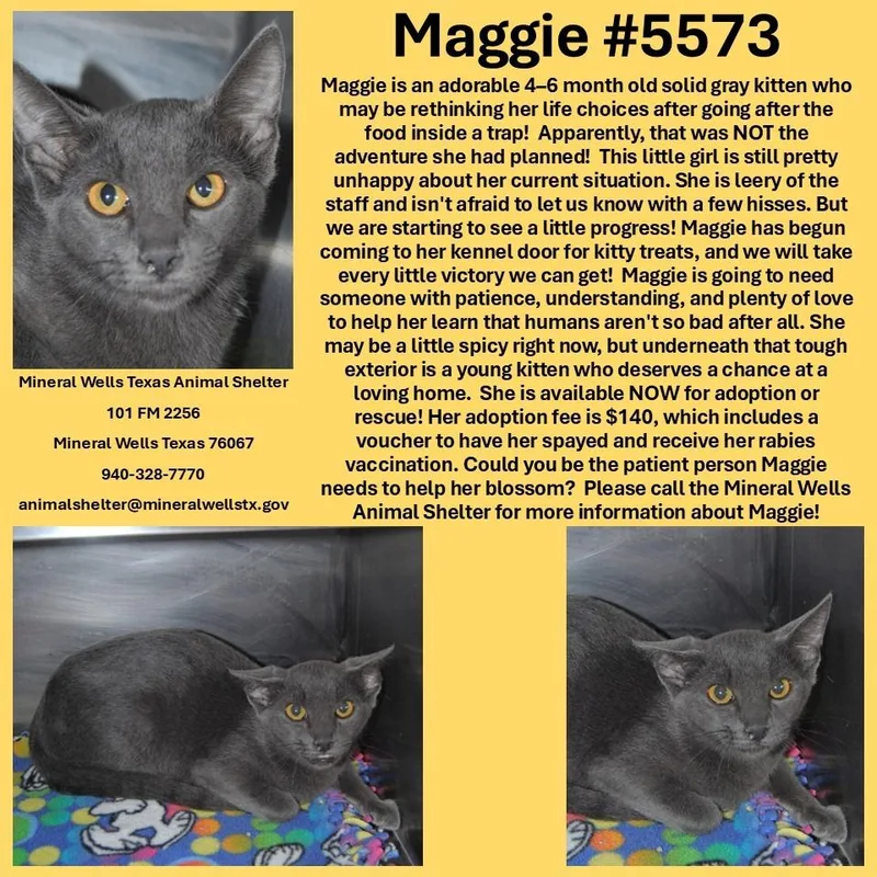 A baby small-sized female Domestic Short Hair cat named Maggie for adoption in Mineral Wells, TX