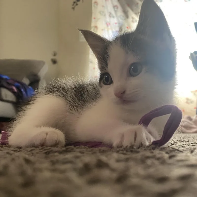 A baby small-sized female Gray / Blue / Silver Domestic Short Hair cat named Amiri for adoption in Oakton, VA