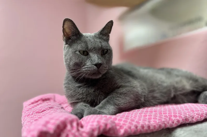 A senior medium-sized female Domestic Short Hair cat named Ms. Greyson for adoption in Fountain Hills, AZ