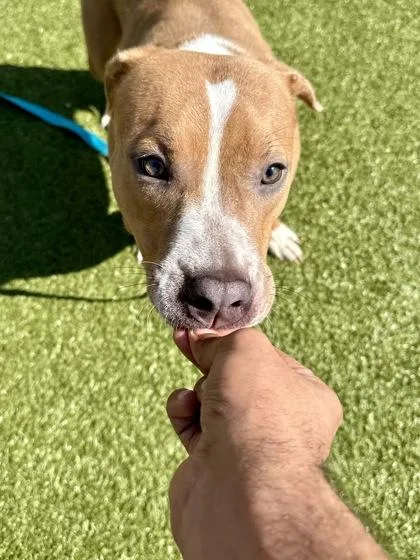 A young medium-sized female Brown / Chocolate Mixed Breed dog named Frog Latte for adoption in Wichita, KS