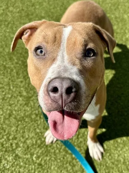 Frog Latte thumbnail 2