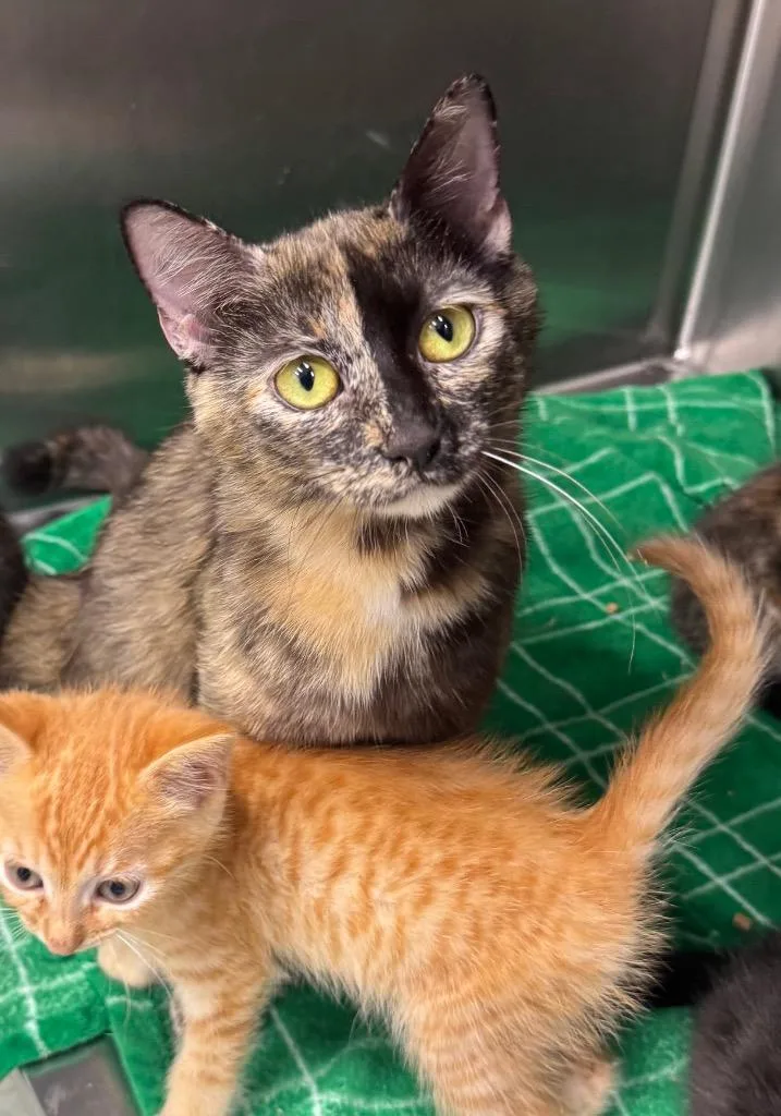 A young medium-sized female Domestic Short Hair cat named Harley Quinn for adoption in Danielsville, GA
