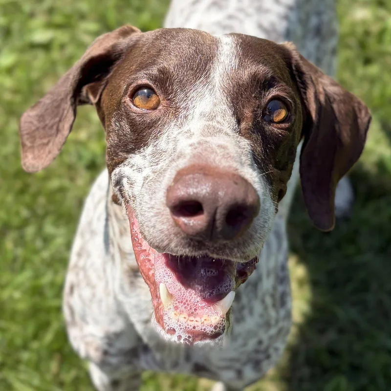 An adult medium-sized female Pointer dog named Katie for adoption in Jefferson, WI
