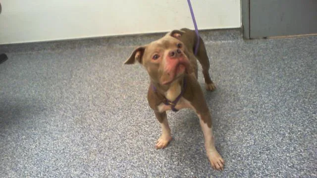 An adult medium-sized male Pit Bull Terrier dog named Waffles for adoption in Charlotte, NC