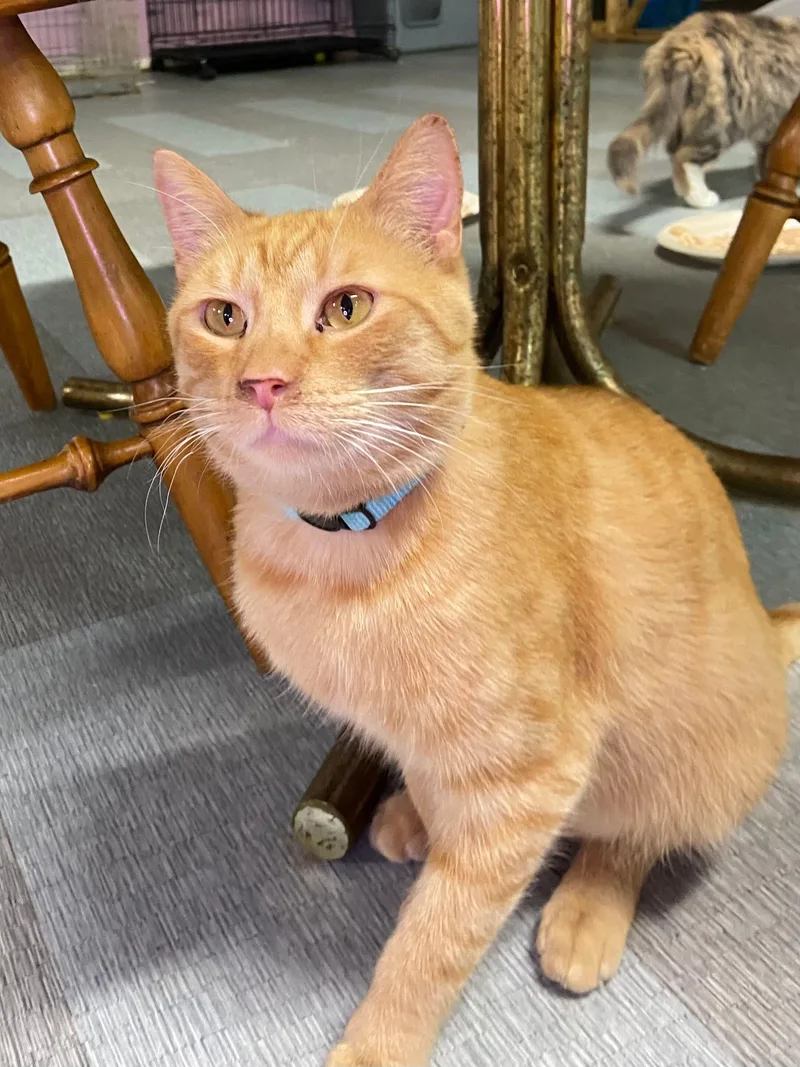 An adult large-sized male Orange & White Domestic Short Hair cat named Magoo for adoption in Peru, IN