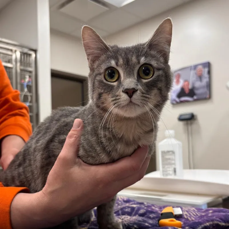 A young medium-sized female Gray / Blue / Silver Domestic Short Hair cat named Olive for adoption in Nashville, IN