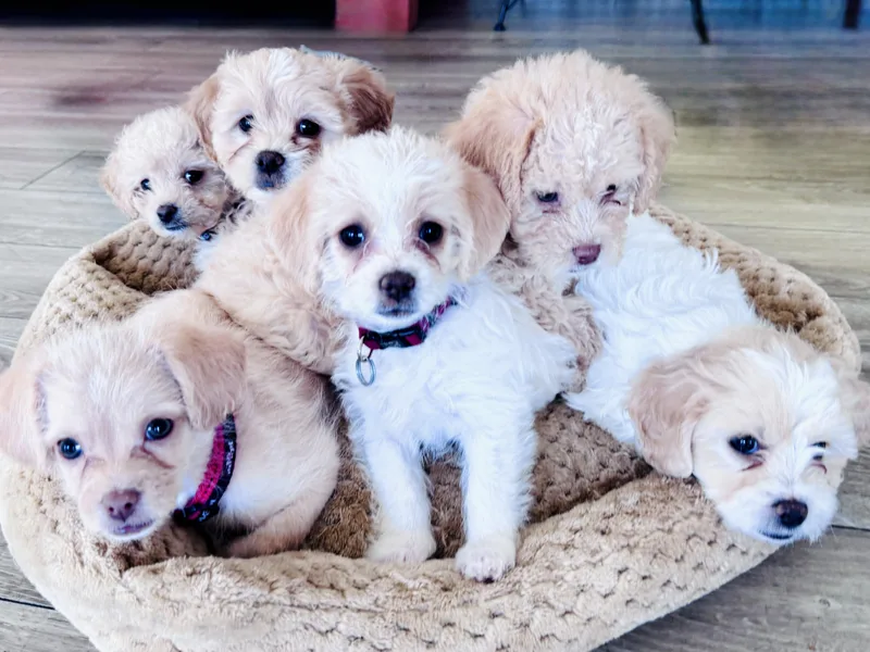 A baby small-sized female Shih Tzu dog named Lucy Lu for adoption in Palatine, IL