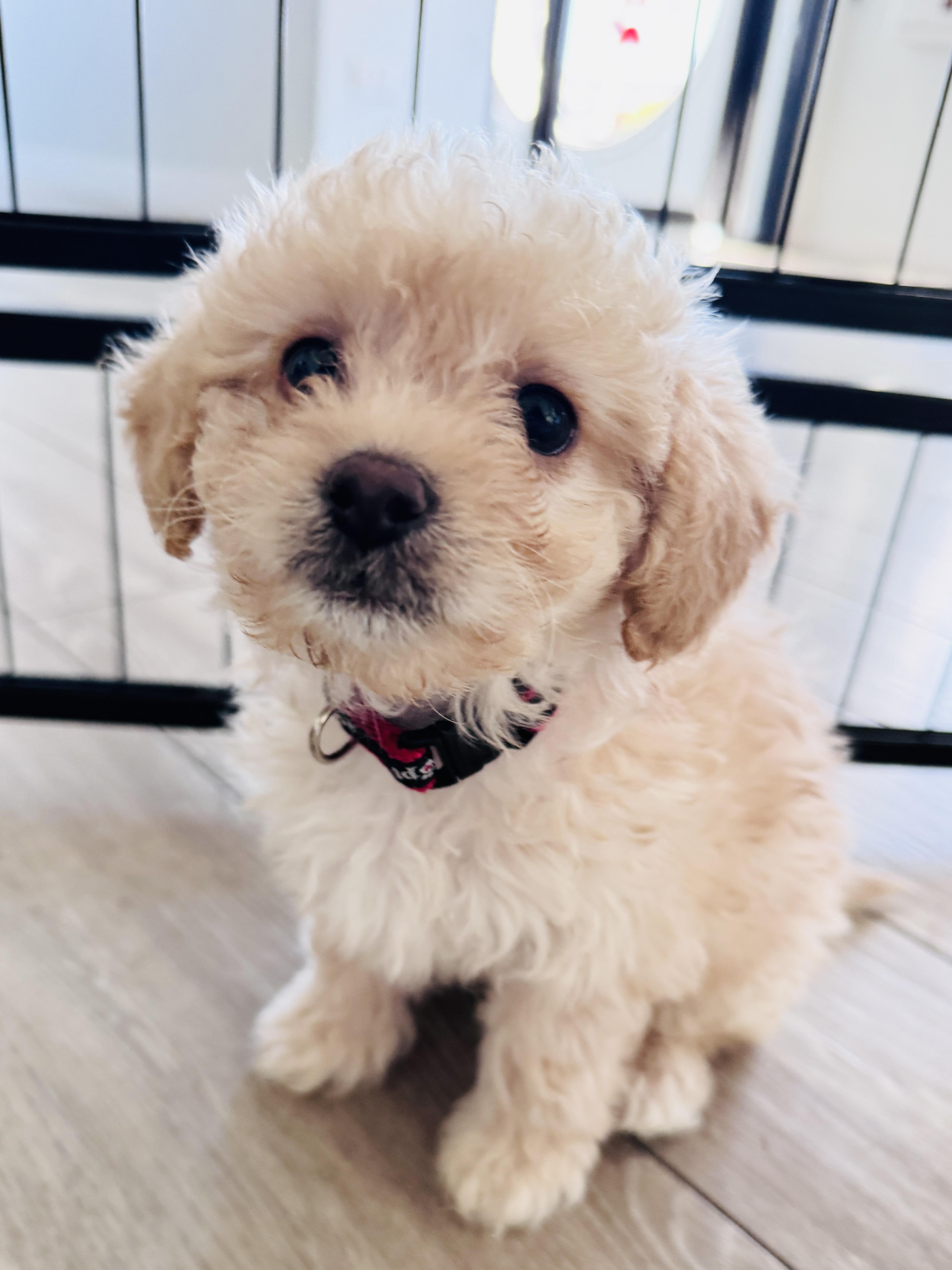 Lucy Lu thumbnail 3