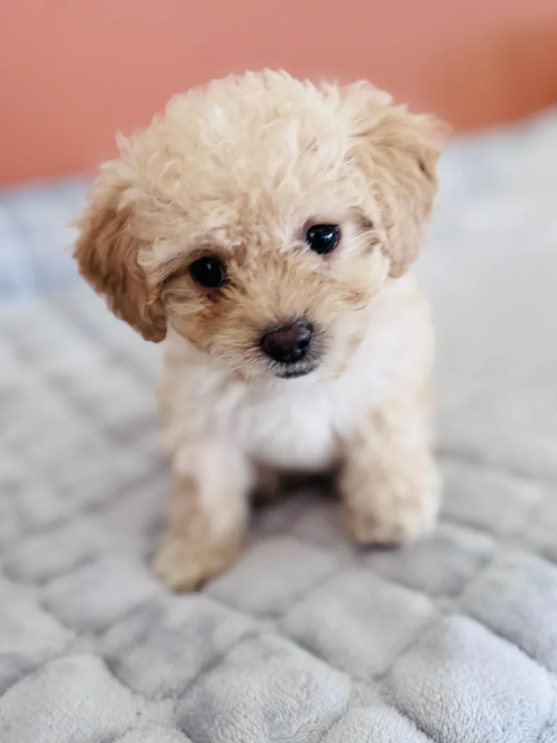 Lucy Lu thumbnail 5