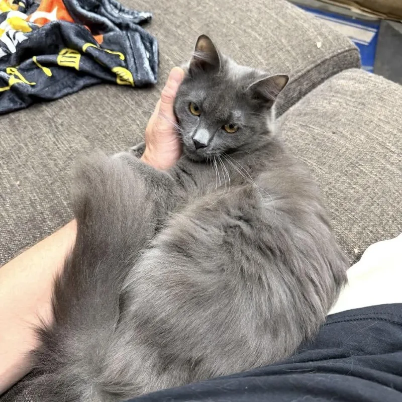 A young small-sized male Gray / Blue / Silver Domestic Medium Hair cat named Mr.kitters for adoption in Pasadena , MD