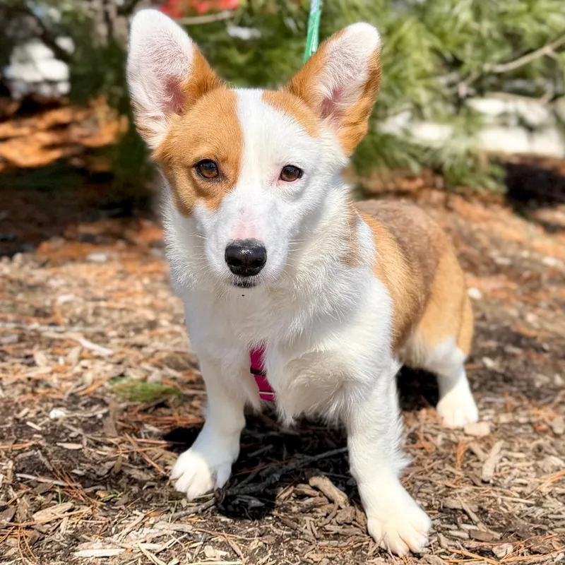 Kourtney Corgdashian thumbnail 2