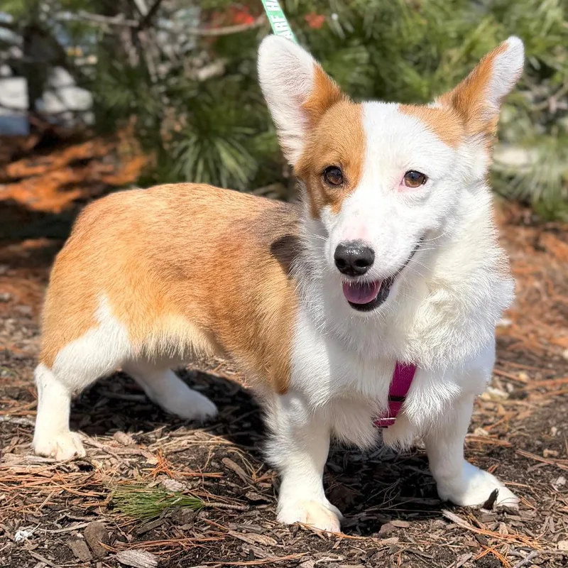 Kourtney Corgdashian thumbnail 4