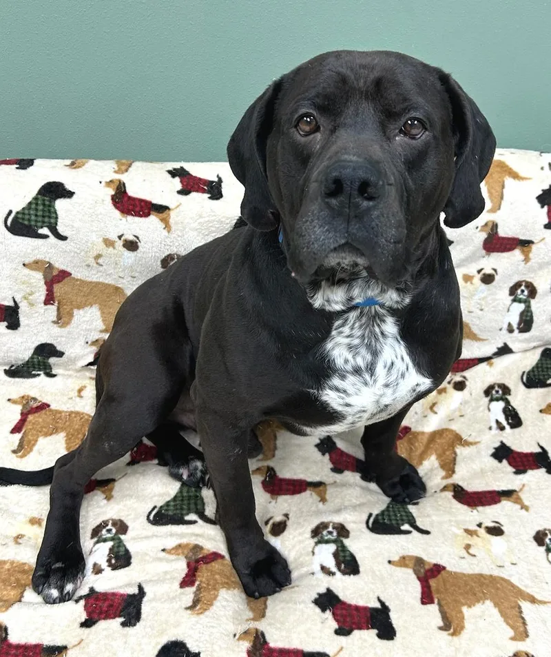 An adult large-sized male Black Mixed Breed dog named Romeo for adoption in Neillsville, WI