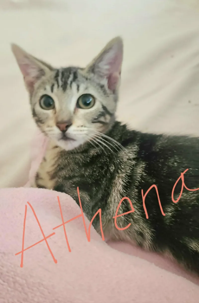 A baby medium-sized female Tabby (Gray / Blue / Silver) Tabby cat named Thea and Athena for adoption in Spring Branch, TX