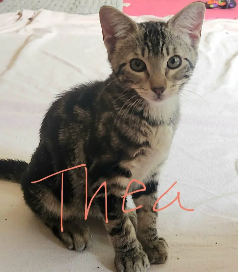 Thea and Athena thumbnail 2